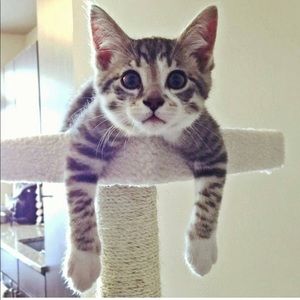 Meet your Posher, Ariana